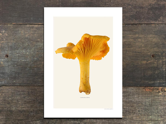 Cantharellus cibarius