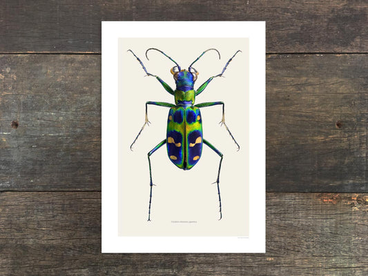 Cicindela chinensis japonica