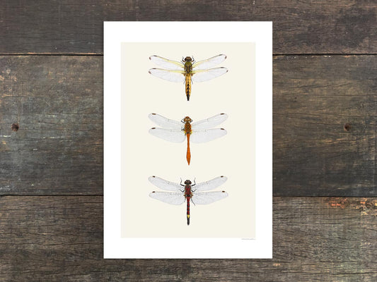 Dragonfly Trio