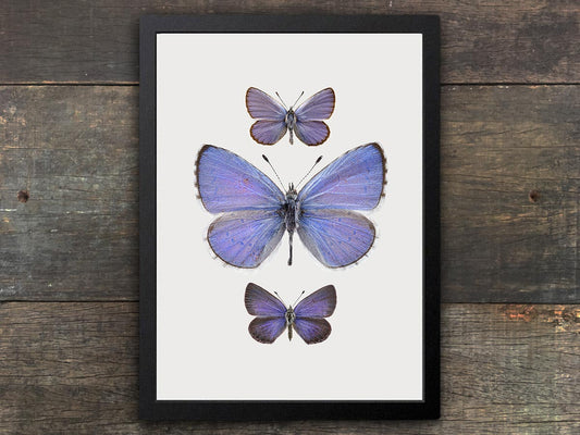 Framed Butterfly Print