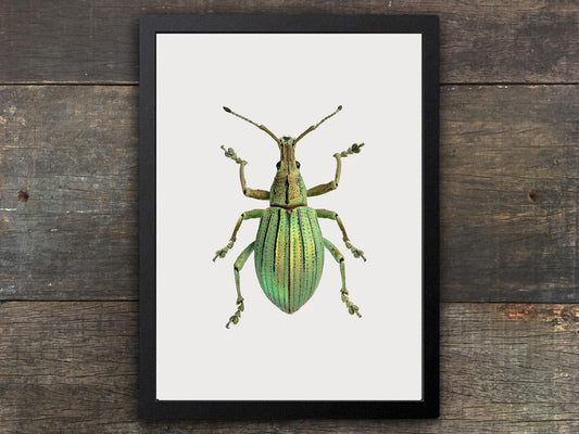 Framed Insect Print