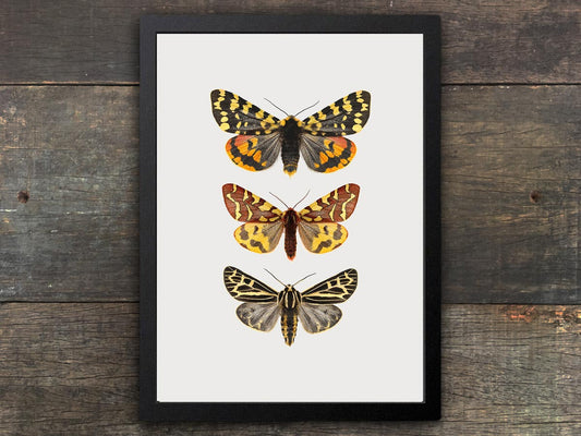 Framed Moth Print