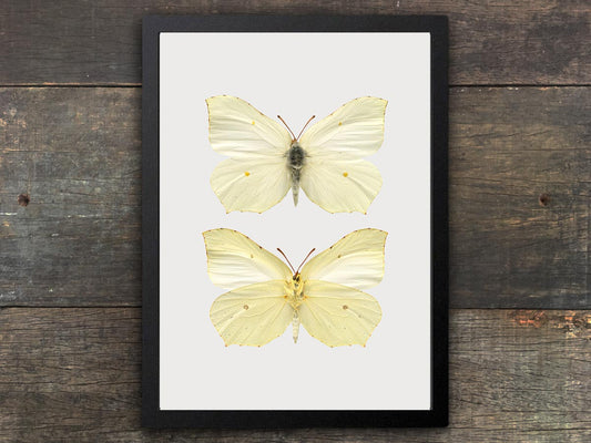 Framed Butterfly Print