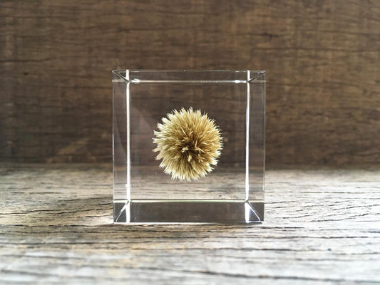 Specimen Cube: Globe Thistle