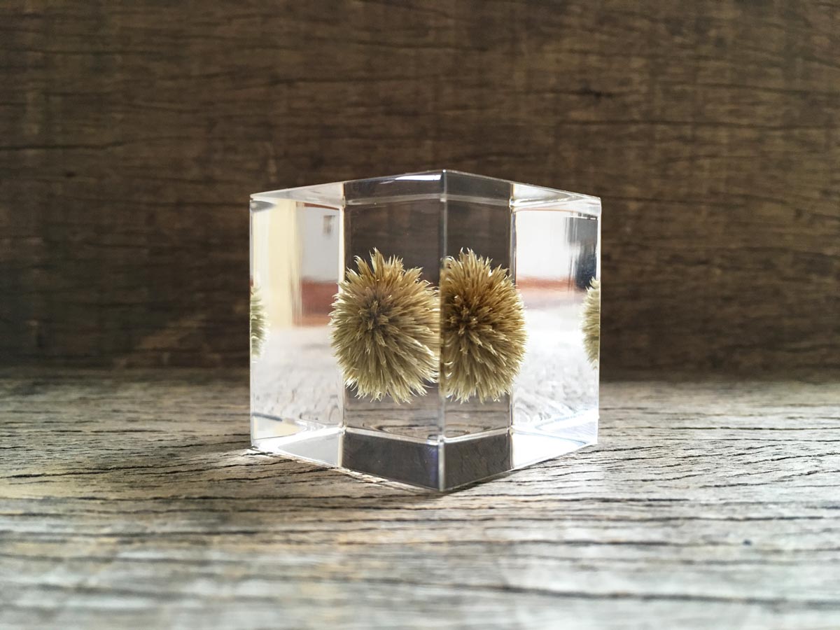 Specimen Cube: Globe Thistle