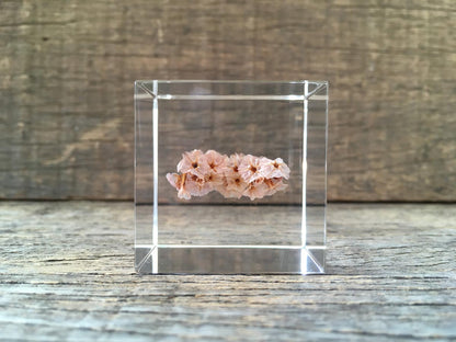 Specimen Cube: Sea Lavender