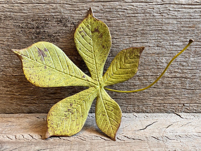 Ceramic Chestnut Leaf