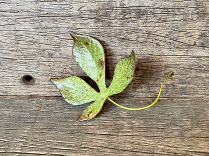 Ceramic Chestnut Leaf