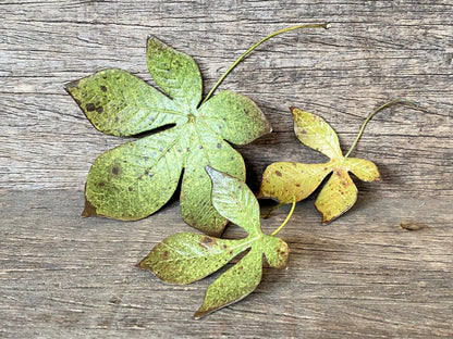 Ceramic Chestnut Leaf