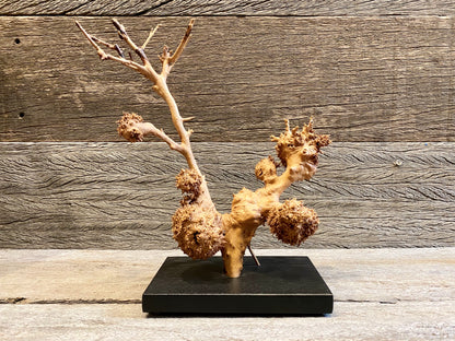 Burl Sculpture