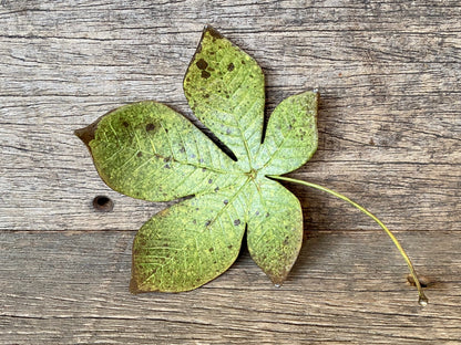 Ceramic Chestnut Leaf