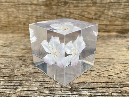 Specimen Cube: Sakura