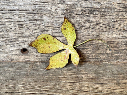 Ceramic Chestnut Leaf