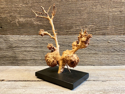 Burl Sculpture