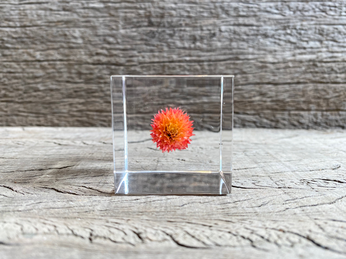 Specimen Cube: Globe Amaranth