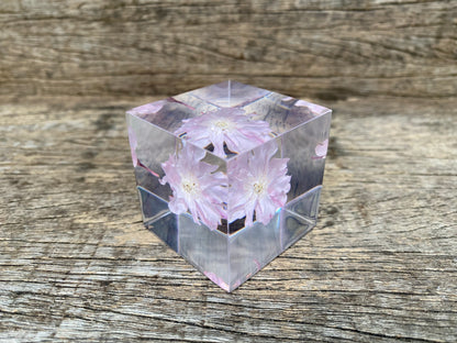 Specimen Cube: Sakura