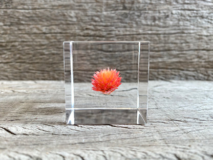 Specimen Cube: Globe Amaranth