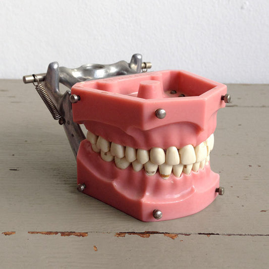 Dental Model