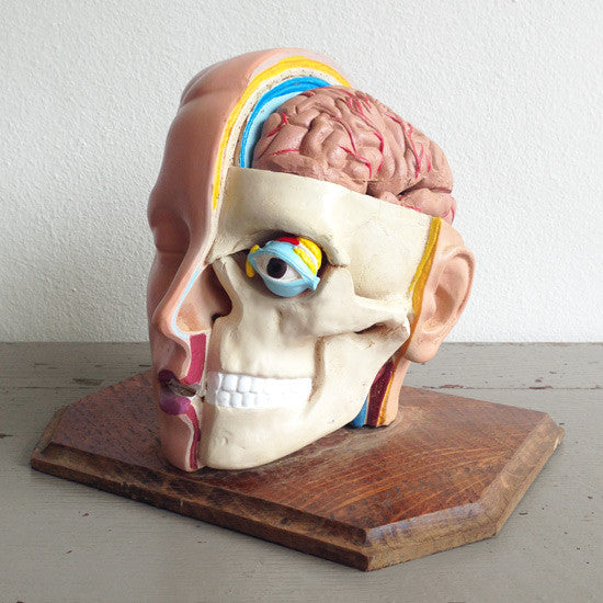 Anatomical Head Model