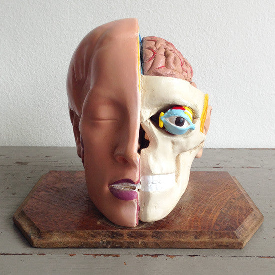 Anatomical Head Model