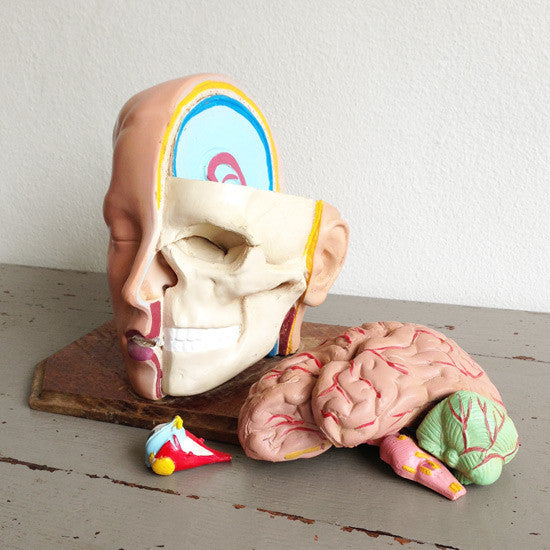 Anatomical Head Model